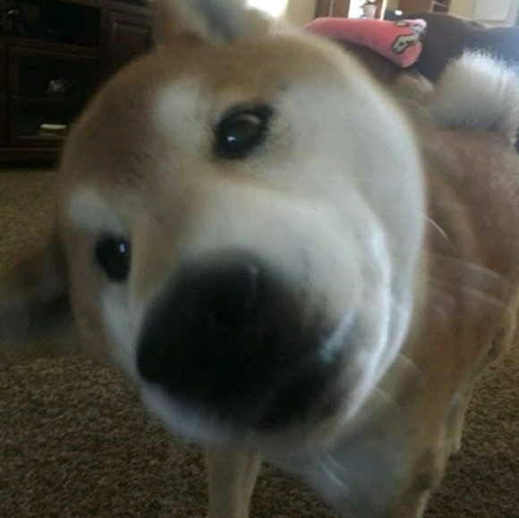 Meet your Posher, Johnathon - Picture 1 of 1